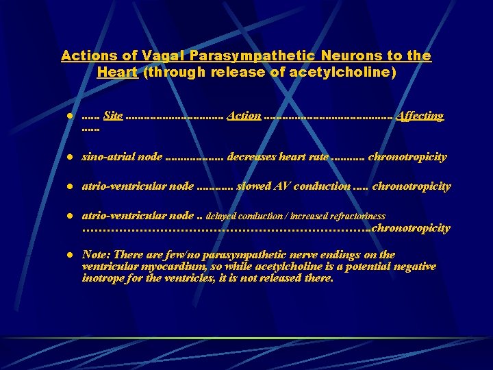Actions of Vagal Parasympathetic Neurons to the Heart (through release of acetylcholine) l .