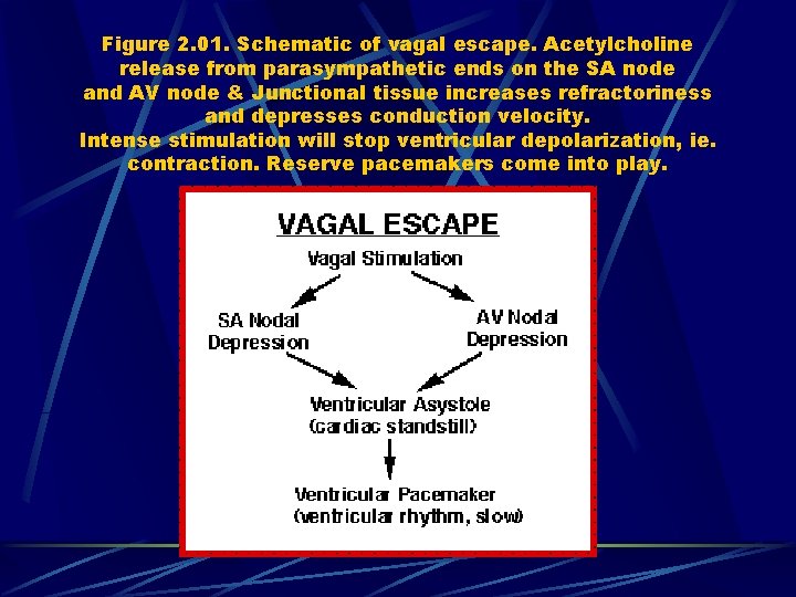 Figure 2. 01. Schematic of vagal escape. Acetylcholine release from parasympathetic ends on the