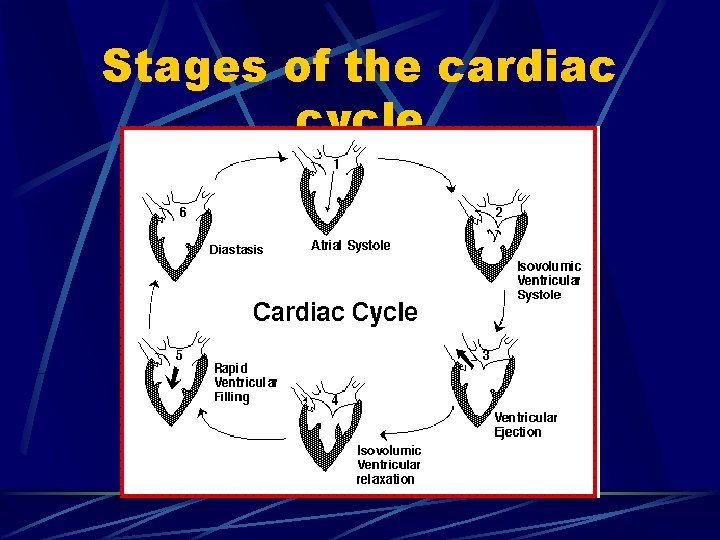 Stages of the cardiac cycle 