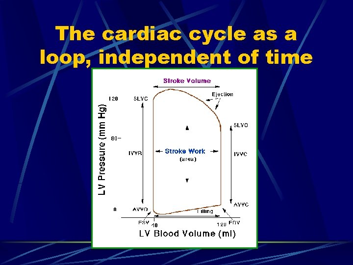 The cardiac cycle as a loop, independent of time 