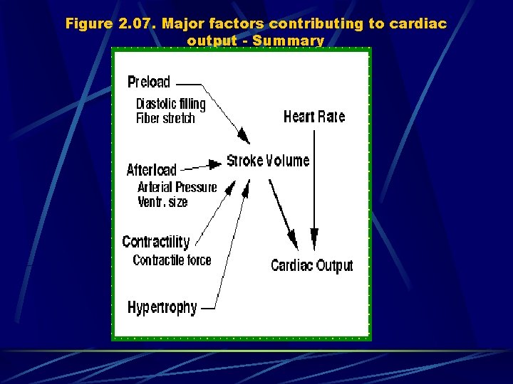 Figure 2. 07. Major factors contributing to cardiac output - Summary 