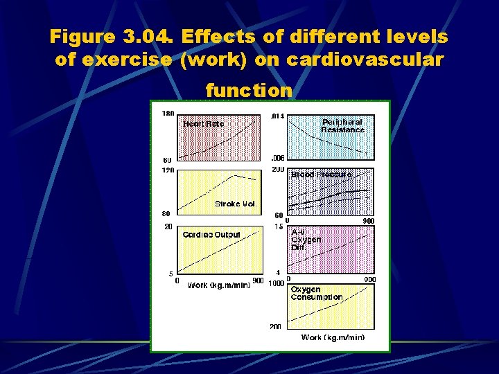 Figure 3. 04. Effects of different levels of exercise (work) on cardiovascular function 