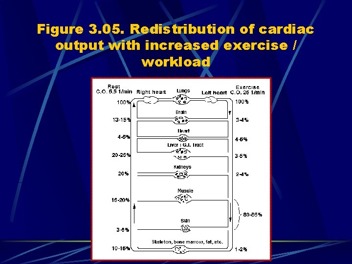 Figure 3. 05. Redistribution of cardiac output with increased exercise / workload 