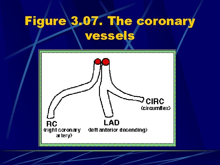 Figure 3. 07. The coronary vessels 