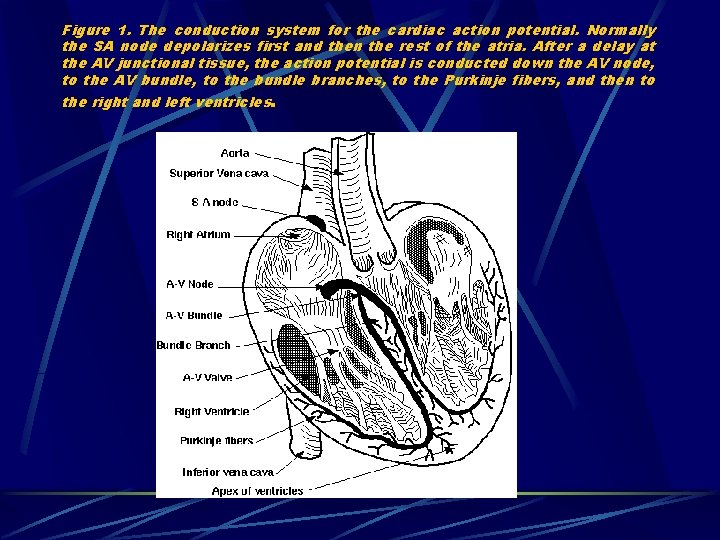 Figure 1. The conduction system for the cardiac action potential. Normally the SA node