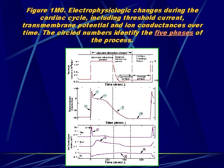 Figure 1 M 0. Electrophysiologic changes during the cardiac cycle, including threshold current, transmembrane