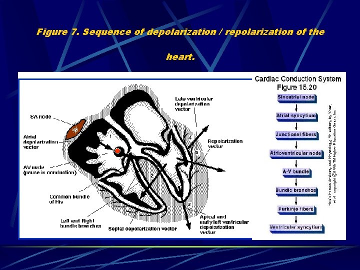 Figure 7. Sequence of depolarization / repolarization of the heart. 