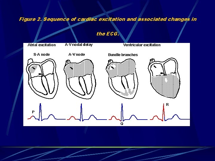 Figure 2. Sequence of cardiac excitation and associated changes in the ECG. 
