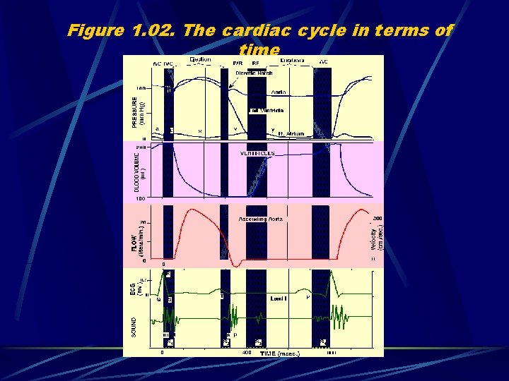 Figure 1. 02. The cardiac cycle in terms of time 