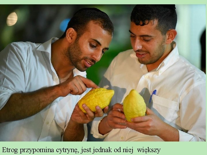 Etrog przypomina cytrynę, jest jednak od niej większy Etrog przypomina cytrynę, jest jednak od niej większy