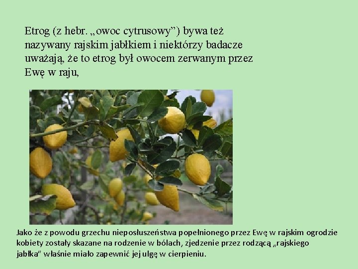 Etrog (z hebr. „owoc cytrusowy”) bywa też nazywany rajskim jabłkiem i niektórzy badacze uważają,