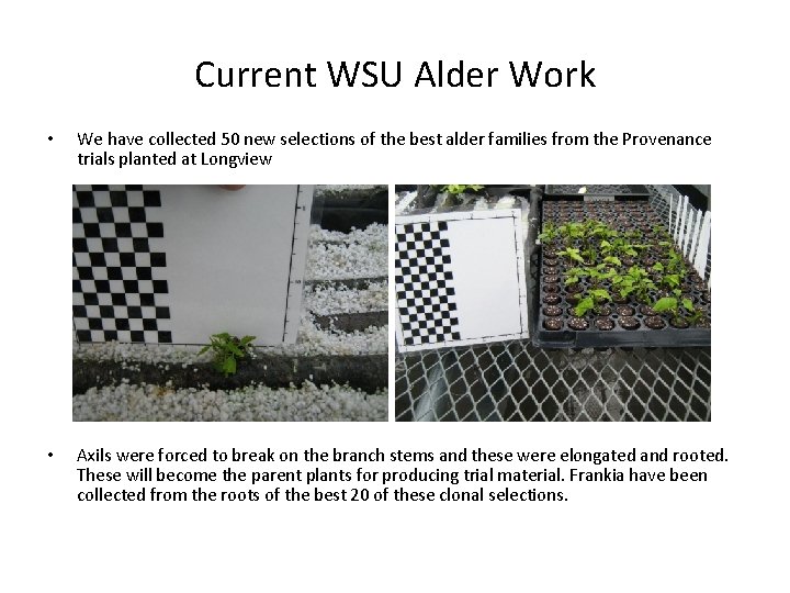 Current WSU Alder Work • We have collected 50 new selections of the best