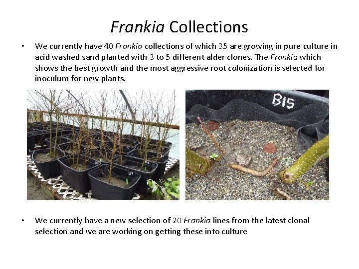 Frankia Collections • We currently have 40 Frankia collections of which 35 are growing