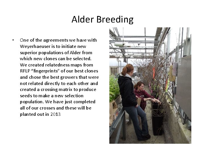 Alder Breeding • One of the agreements we have with Weyerhaeuser is to initiate