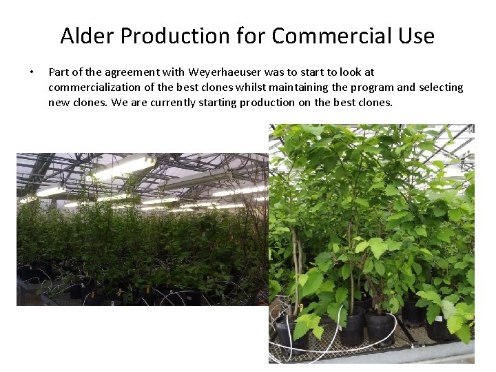 Alder Production for Commercial Use • Part of the agreement with Weyerhaeuser was to