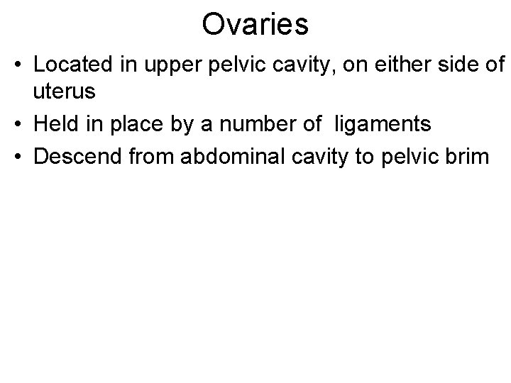 Ovaries • Located in upper pelvic cavity, on either side of uterus • Held Ovaries • Located in upper pelvic cavity, on either side of uterus • Held