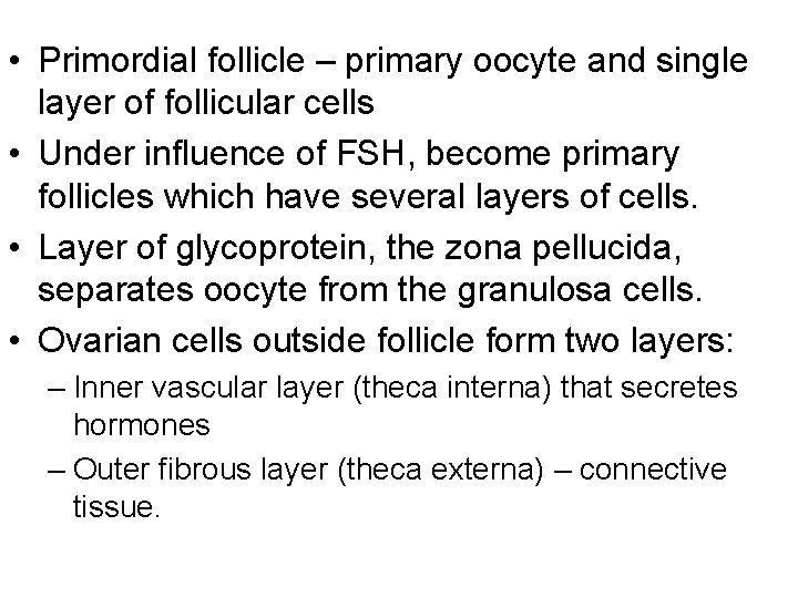 • Primordial follicle – primary oocyte and single layer of follicular cells • • Primordial follicle – primary oocyte and single layer of follicular cells •