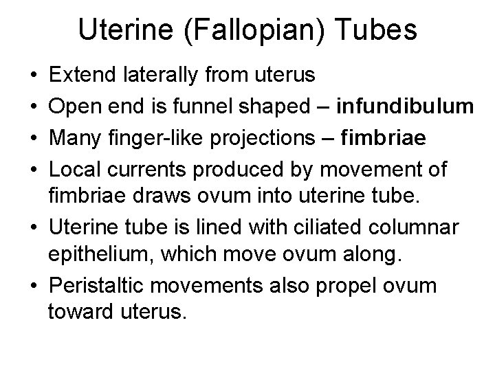 Uterine (Fallopian) Tubes • • Extend laterally from uterus Open end is funnel shaped Uterine (Fallopian) Tubes • • Extend laterally from uterus Open end is funnel shaped