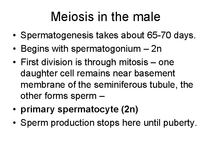 Meiosis in the male • Spermatogenesis takes about 65 -70 days. • Begins with Meiosis in the male • Spermatogenesis takes about 65 -70 days. • Begins with