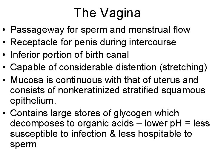 The Vagina • • • Passageway for sperm and menstrual flow Receptacle for penis The Vagina • • • Passageway for sperm and menstrual flow Receptacle for penis