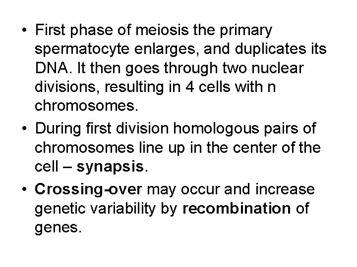 • First phase of meiosis the primary spermatocyte enlarges, and duplicates its DNA. • First phase of meiosis the primary spermatocyte enlarges, and duplicates its DNA.