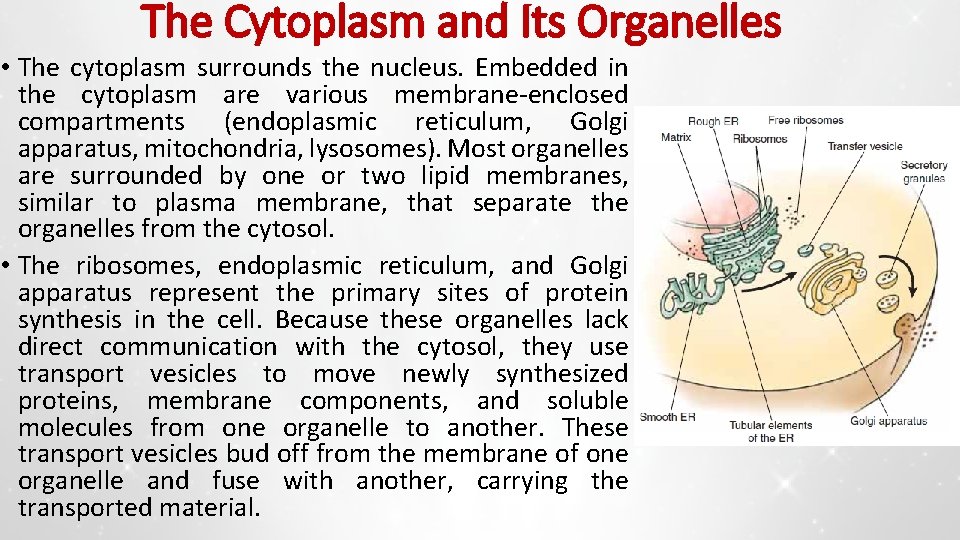 The Cytoplasm and Its Organelles • The cytoplasm surrounds the nucleus. Embedded in the