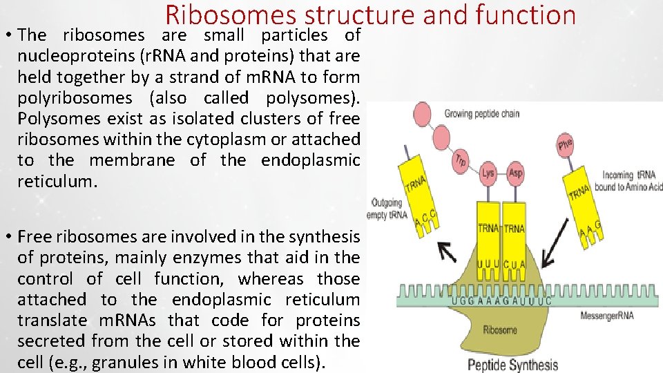 Ribosomes structure and function • The ribosomes are small particles of nucleoproteins (r. RNA