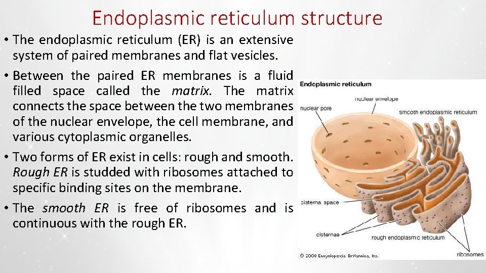 Endoplasmic reticulum structure • The endoplasmic reticulum (ER) is an extensive system of paired