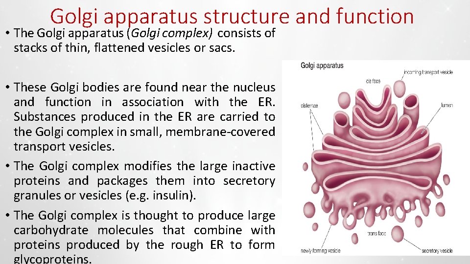 Golgi apparatus structure and function • The Golgi apparatus (Golgi complex) consists of stacks