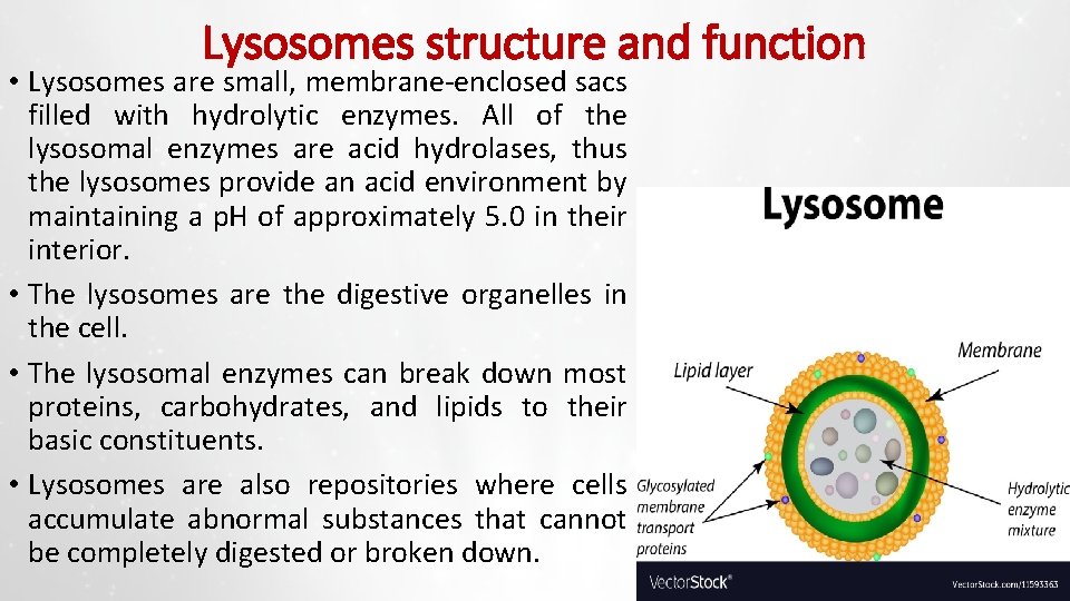 Lysosomes structure and function • Lysosomes are small, membrane-enclosed sacs filled with hydrolytic enzymes.