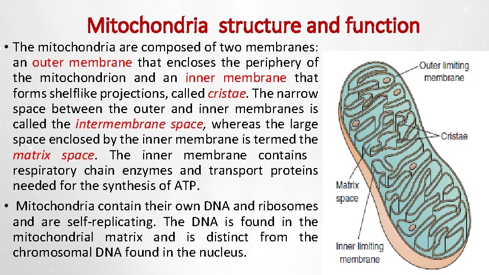 Mitochondria structure and function • The mitochondria are composed of two membranes: an outer