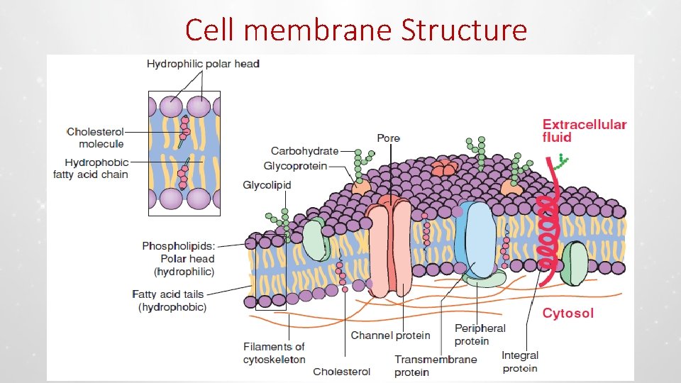 Cell membrane Structure 