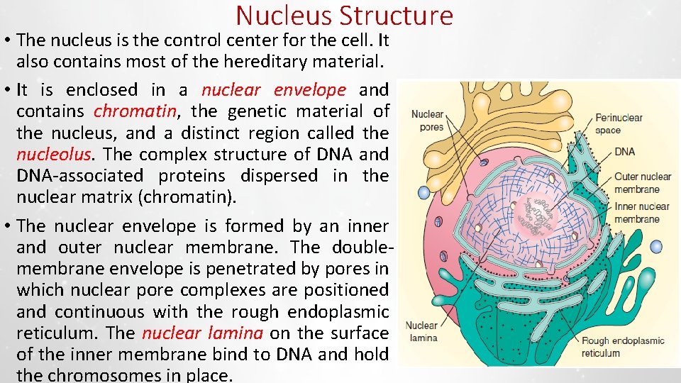 Nucleus Structure • The nucleus is the control center for the cell. It also