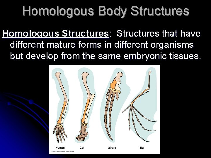 Homologous Body Structures Homologous Structures: Structures that have different mature forms in different organisms