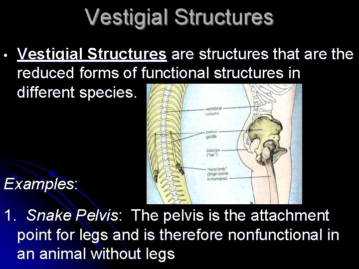 Vestigial Structures • Vestigial Structures are structures that are the reduced forms of functional