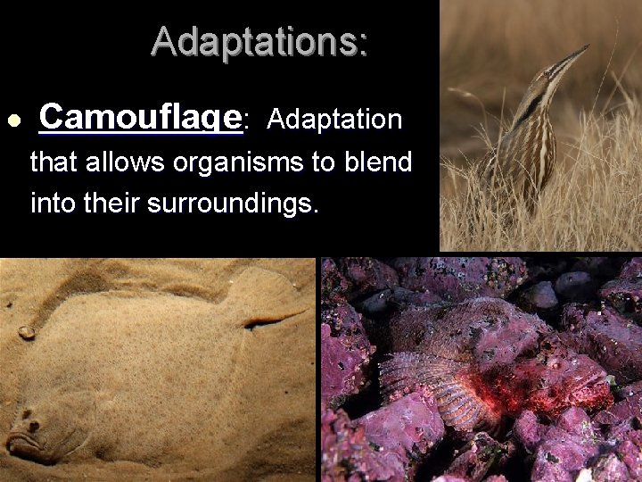 Adaptations: l Camouflage: Adaptation that allows organisms to blend into their surroundings. 