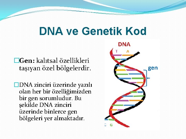 DNA ve Genetik Kod �Gen: kalıtsal özellikleri taşıyan özel bölgelerdir. �DNA zinciri üzerinde yazılı