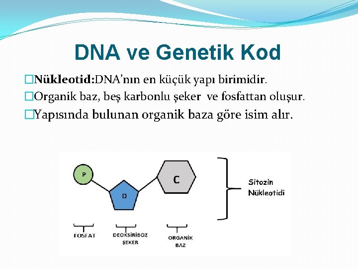 DNA ve Genetik Kod �Nükleotid: DNA’nın en küçük yapı birimidir. �Organik baz, beş karbonlu