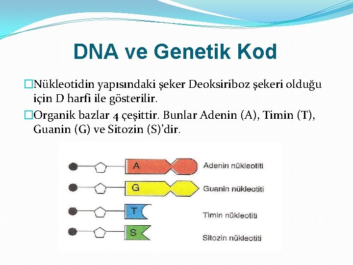 DNA ve Genetik Kod �Nükleotidin yapısındaki şeker Deoksiriboz şekeri olduğu için D harfi ile