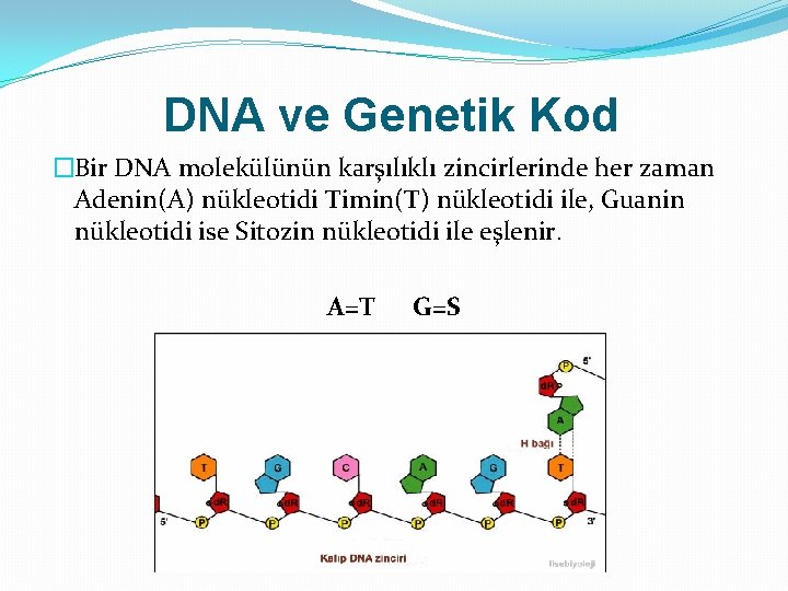 DNA ve Genetik Kod �Bir DNA molekülünün karşılıklı zincirlerinde her zaman Adenin(A) nükleotidi Timin(T)