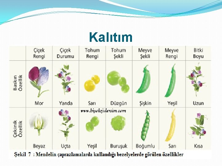 Kalıtım 