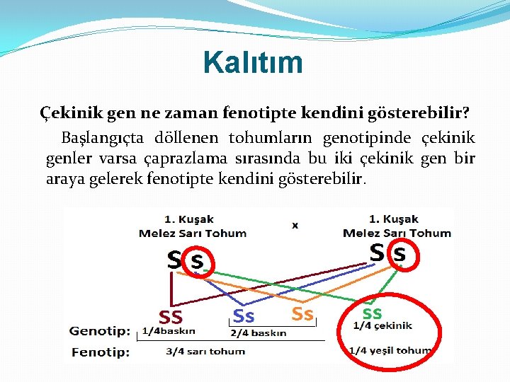 Kalıtım Çekinik gen ne zaman fenotipte kendini gösterebilir? Başlangıçta döllenen tohumların genotipinde çekinik genler