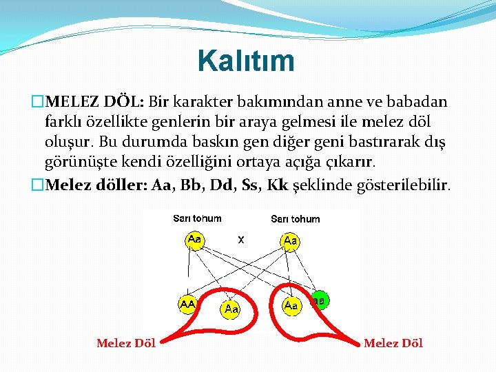 Kalıtım �MELEZ DÖL: Bir karakter bakımından anne ve babadan farklı özellikte genlerin bir araya