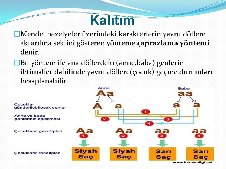 Kalıtım �Mendel bezelyeler üzerindeki karakterlerin yavru döllere aktarılma şeklini gösteren yönteme çaprazlama yöntemi denir.