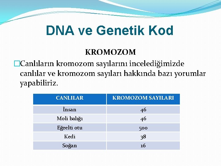 DNA ve Genetik Kod KROMOZOM �Canlıların kromozom sayılarını incelediğimizde canlılar ve kromozom sayıları hakkında