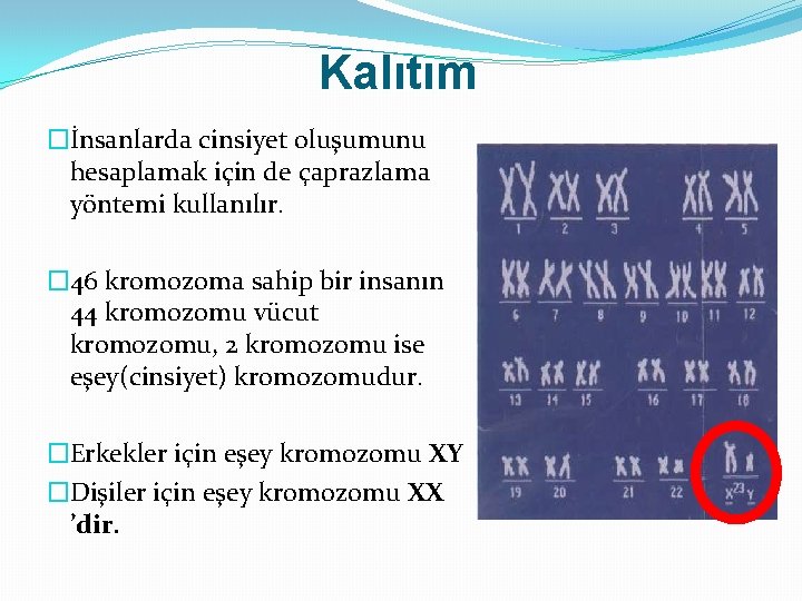 Kalıtım �İnsanlarda cinsiyet oluşumunu hesaplamak için de çaprazlama yöntemi kullanılır. � 46 kromozoma sahip