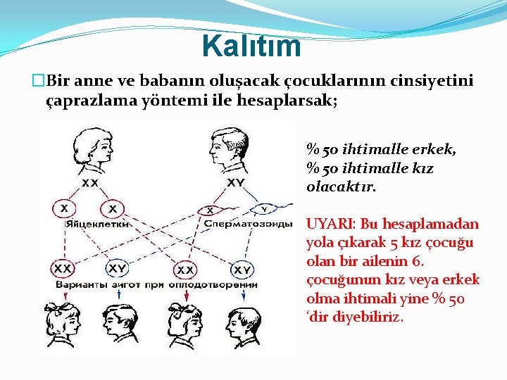 Kalıtım �Bir anne ve babanın oluşacak çocuklarının cinsiyetini çaprazlama yöntemi ile hesaplarsak; % 50