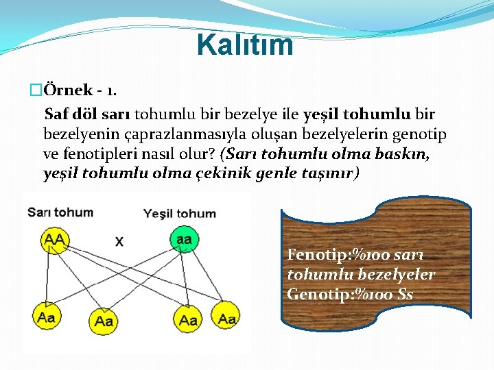 Kalıtım �Örnek - 1. Saf döl sarı tohumlu bir bezelye ile yeşil tohumlu bir