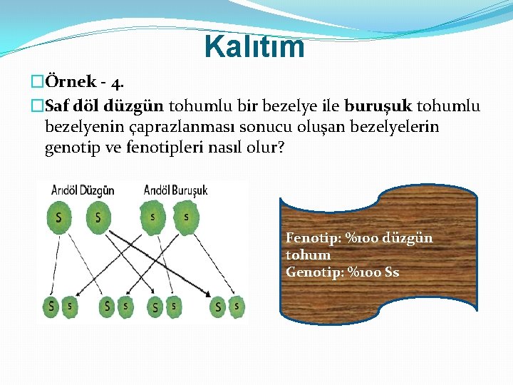 Kalıtım �Örnek - 4. �Saf döl düzgün tohumlu bir bezelye ile buruşuk tohumlu bezelyenin