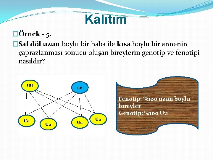 Kalıtım �Örnek - 5. �Saf döl uzun boylu bir baba ile kısa boylu bir